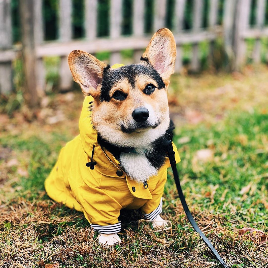 Cappotto Impermeabile per Cani - Outdoor Sport Hoodie recensione e prezzo