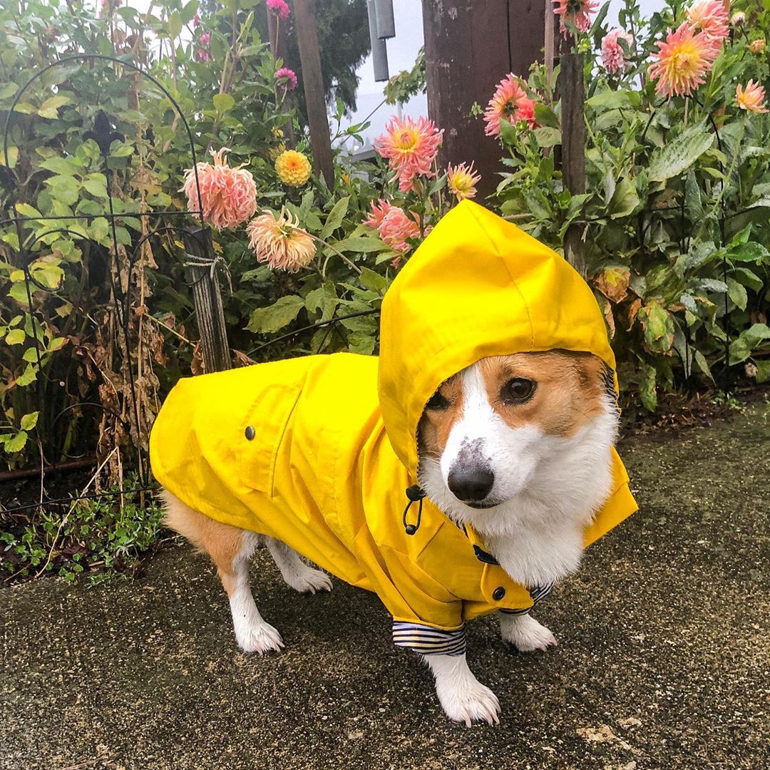Cappotto Impermeabile per Cani - Outdoor Sport Hoodie recensione e prezzo