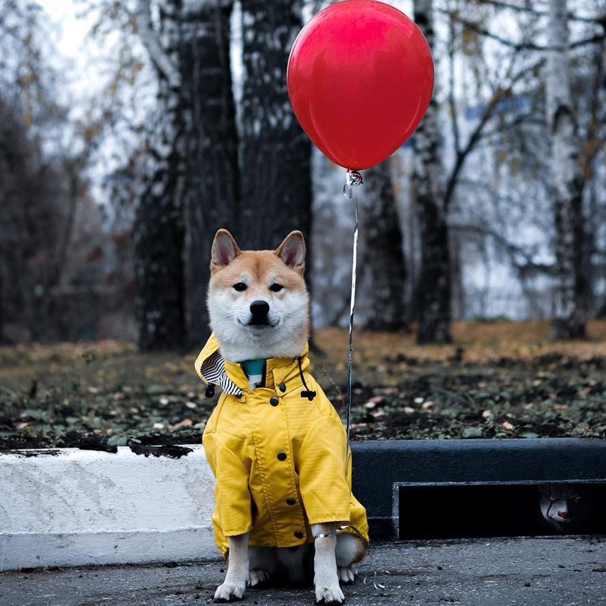 Cappotto Impermeabile per Cani - Outdoor Sport Hoodie recensione e prezzo