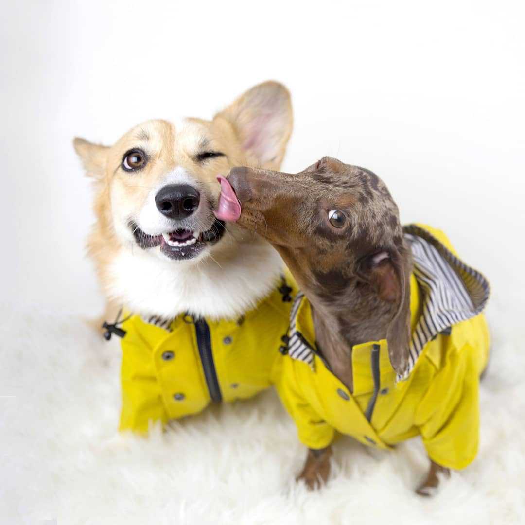 Cappotto Impermeabile per Cani - Outdoor Sport Hoodie recensione e prezzo